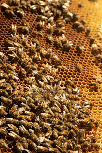 Closeup of honey bees on wax honeycomb with hexagonal cells for apiary and beekeeping concept background — Stock Photo