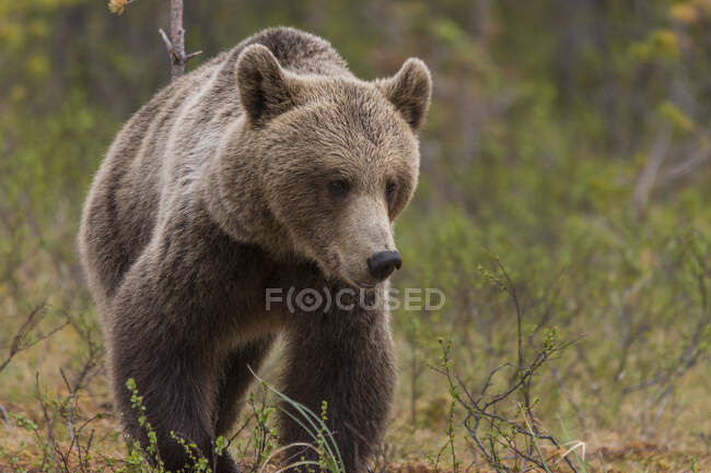 Fahndungsbild eines ausgewachsenen, pelzigen Braunbären, der tagsüber im Naturschutzgebiet läuft und auf dem Boden steht — Stockfoto