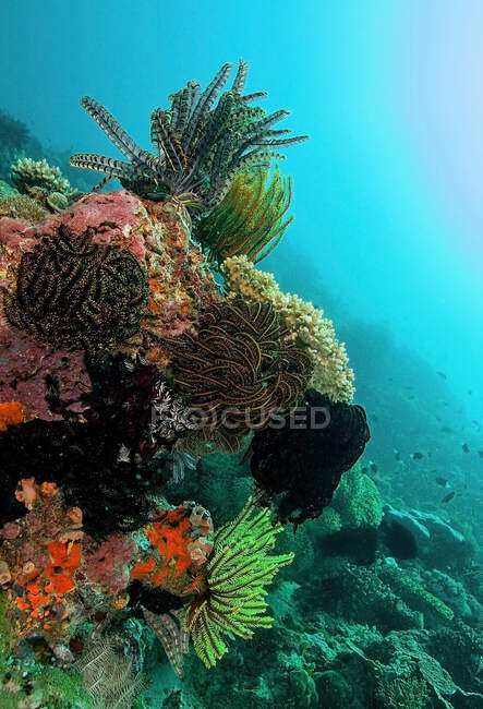 Biodiversidade marinha com mar colorido de recifes de coral em águas tropicais claras — Fotografia de Stock