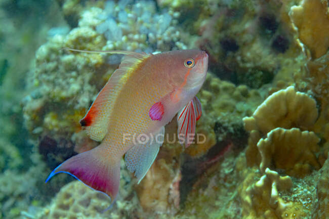 Primer plano de coloridos peces marinos tropicales Pseudanthias squamipinnis o goldie de mar conocidos como pez coralino lyretail nadando en aguas profundas del océano con arrecifes - foto de stock