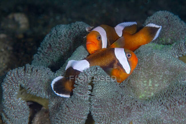 Closeup of pair of bright colorful striped Amphiprion polymnus or Saddleback clownfish fishes swimming at sea bottom — Stock Photo