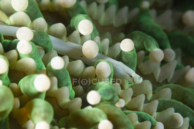 Closeup of tropical marine Siokunichthys nigrolineatus or Mushroom coral pipefish swimming among seaweed in transparent sea water — Fotografia de Stock