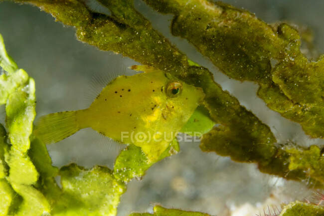 Nahaufnahme kleiner gelber Acreichthys tomentosus oder Borstenschwanzfilefisch, der in tropischen Gewässern in der Nähe des Meeresbodens zwischen Korallen schwimmt — Stockfoto