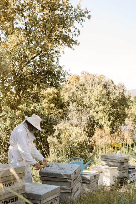 Unrecognizable beekeeper in protective wear inspecting wooden beehives while working with bees in summer day in apiary — Stock Photo