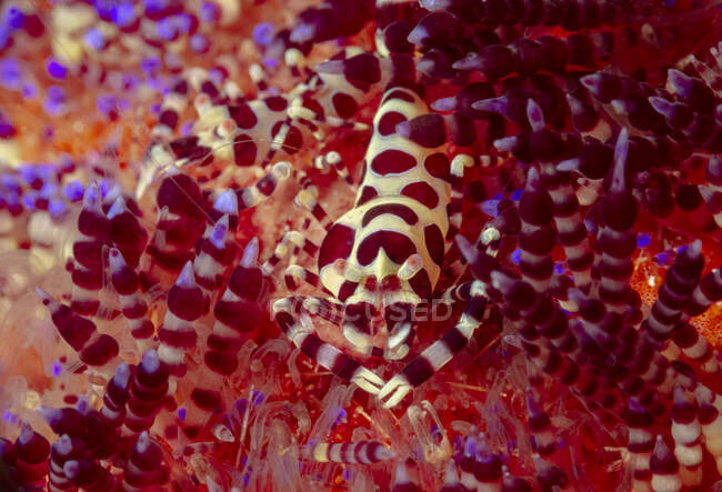 Полное тело красочные пятнистые креветки Coleman сидя на мягких кораллах в глубокой морской воде — стоковое фото