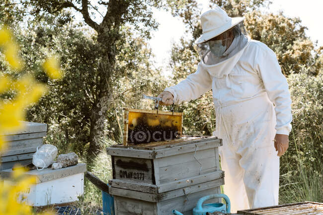 Male beekeeper in protective costume taking honeycomb frame from hive while working in apiary in sunny summer day — Stock Photo