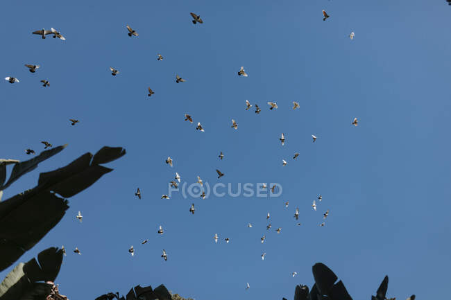 Da sotto di gregge di piccioni che salgono in cielo azzurro senza nuvole sopra impianti tropicali — Foto stock