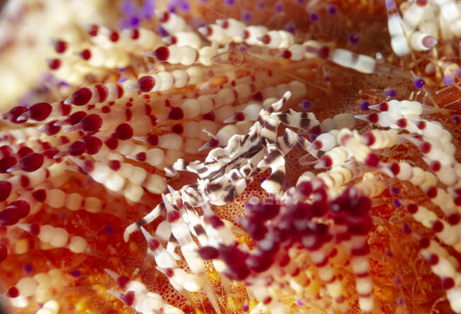 Full body small marine Zebrida crab crawling on soft coral surface in deep sea — Stock Photo