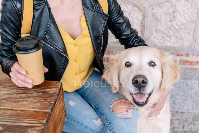 Cropped unrecognizable stylish young female owner in trendy outfit and hat drinking takeaway coffee while sitting on wooden bench on street with adorable Golden Retriever dog — Stock Photo