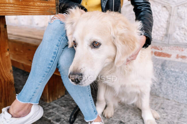 Cropped unrecognizable trendy young female owner with dyed hair in stylish leather jacket and hat with adorable Golden Retriever dog while sitting on stone bench on street — Stock Photo