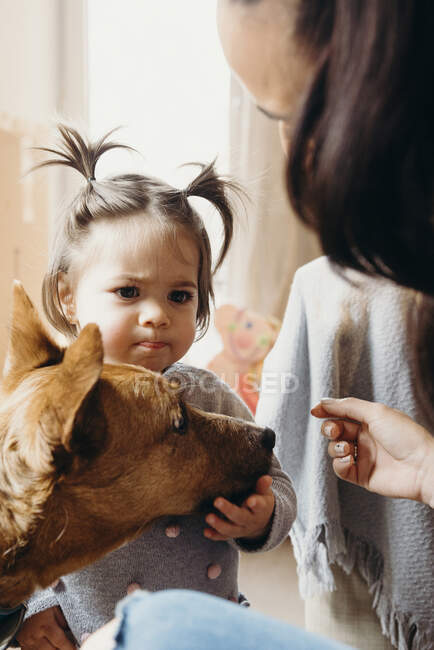 De cima de bonito curioso criança menina acariciando cão leal com trela em casa — Fotografia de Stock