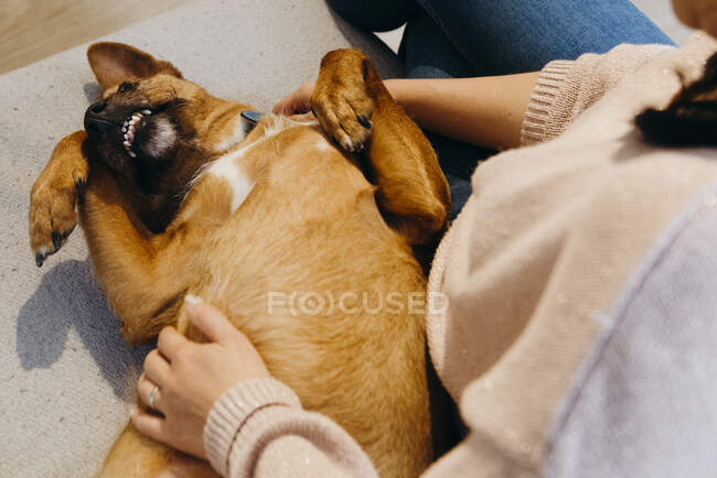 Alto ângulo de colheita anônimo proprietário do sexo feminino acariciando cão bonito deitado de costas enquanto passam o tempo juntos em casa — Fotografia de Stock