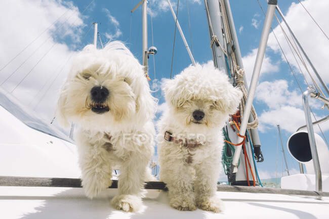 From below of white fluffy Bichon Frise dogs looking at camera while standing on board of yacht on sunny day on Lanzarote — Stock Photo
