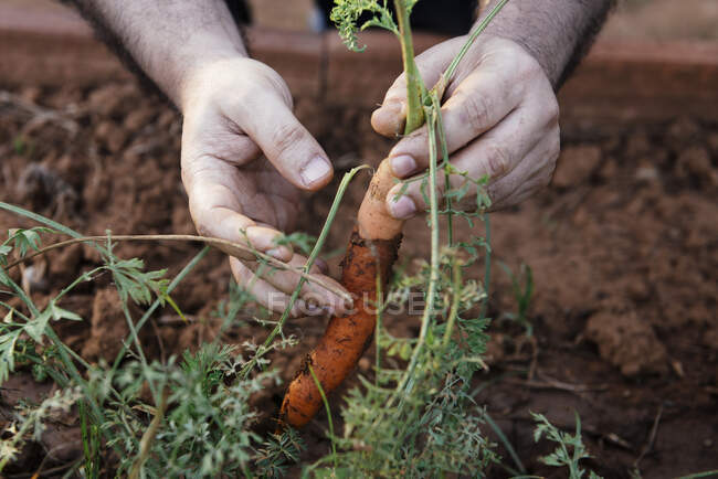 Hände anonymer männlicher Gärtner pflücken während der Erntezeit Möhren — Stockfoto