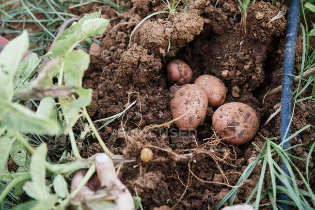 Вище врожаю безликий фермер збирає картоплю на полі в сільській місцевості. — стокове фото