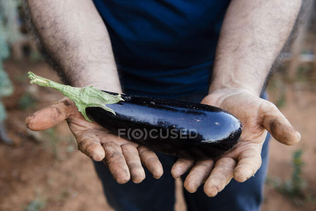 Coltiva anonimo giardiniere maschio raccogliendo melanzane mentre lavori in terreni agricoli durante la stagione della raccolta — Foto stock