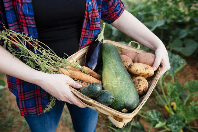 Crop view of anonymous farmer in casual clothes carrying wicker basket with fresh harvested assorted vegetables in countryside — Stock Photo