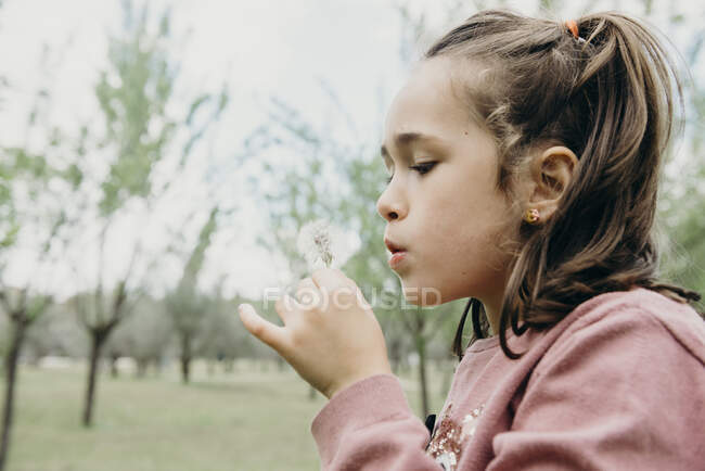 Side view of little preschooler girl blowing fluffy dandelion while spending summer day in green park — Stock Photo