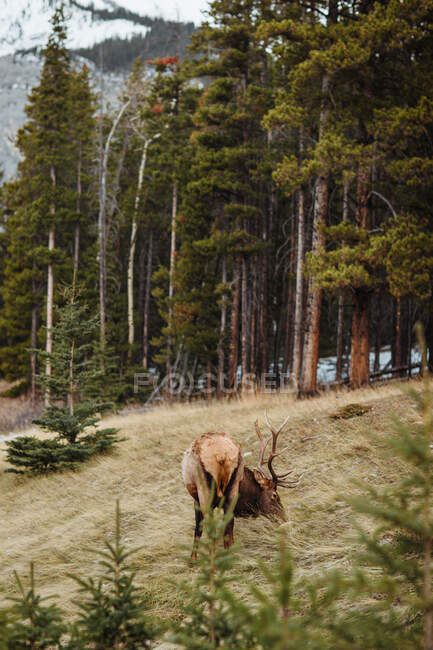 Renas selvagens comendo grama perto de florestas de coníferas do Parque Nacional Banff no Canadá — Fotografia de Stock