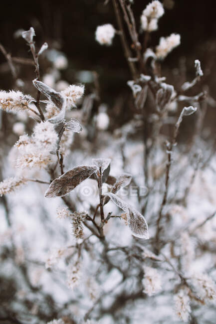 Galhos delicados de planta natural com folhas congeladas e flores crescendo no dia de inverno no campo — Fotografia de Stock