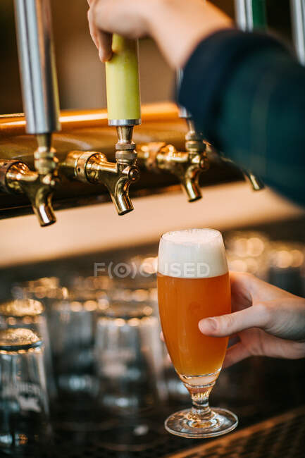 Cultive o barman irreconhecível derramando cerveja espumante da torneira enquanto trabalhava atrás do balcão no pub — Fotografia de Stock