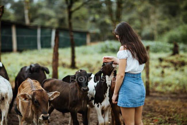 Adolescente joven con atuendo casual acariciando lindos terneros pastando en verdes pastos montañosos mientras pasa el día de verano en el campo en Costa Rica - foto de stock