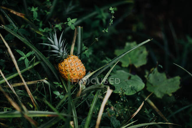 Дикі тропічні ананасові фрукти ростуть серед буйних зелених листків тропічних джунглів Коста - Рики. — стокове фото