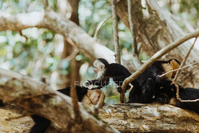Grupo de monos capuchinos salvajes panameños de cara blanca jugando y descansando sobre grandes ramas de árboles viejos en las selvas de Costa Rica - foto de stock
