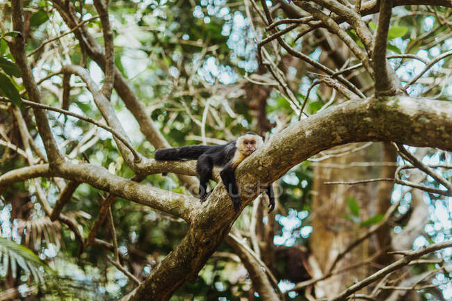 Bajo ángulo de capuchino de cara blanca panameña salvaje o imitador de Cebus mirando a la cámara con interés mientras está acostado en el tronco del árbol contra el follaje verde borroso en la selva tropical de Costa Rica - foto de stock