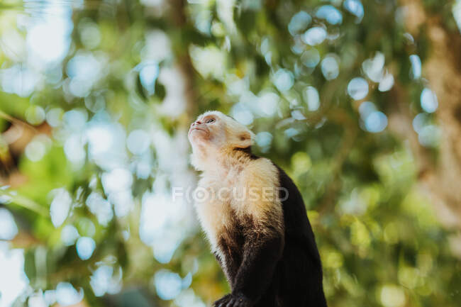 Низький кут диких панамських білих облицьований капуцином або імітатором Цебуса, який з цікавістю спостерігає, коли сидить навпроти розмитого зеленого листя в джунглях Коста - Рики. — стокове фото