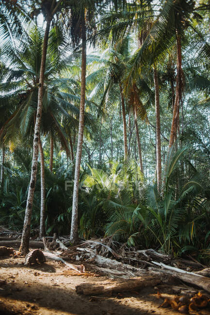 Malerische Landschaft mit hohen grünen Palmen und üppigen Büschen, die an der tropischen Küste Costa Ricas wachsen — Stockfoto