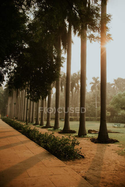 Palme alte coperte di fogliame verde che cresce su radura nel parco del Mausoleo Safdarjung a Nuova Delhi — Foto stock