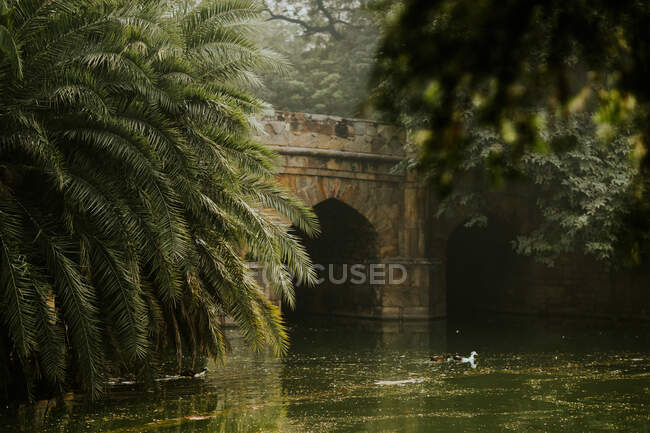 Patos nadando no rio que flui acima da ponte de pedra no Jardim Lodi com vegetação exuberante — Fotografia de Stock