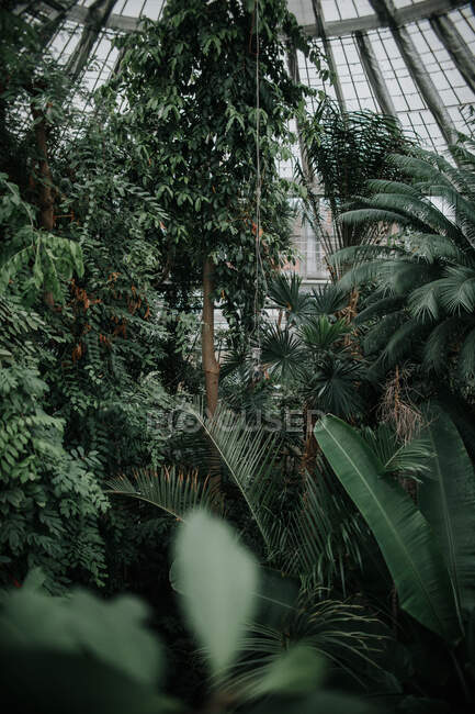 Densamente crescere piante caduche verde alto con fogliame e cespugli lussureggianti con foglie in giardino botanico leggero con pareti di vetro — Foto stock