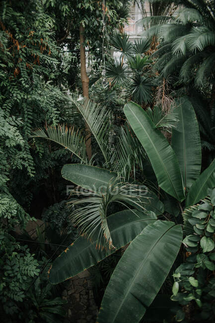 Плотно растущие высокие зеленые лиственные растения с листьями и пышные кусты с листьями в светлом ботаническом саду со стеклянными стенами — стоковое фото