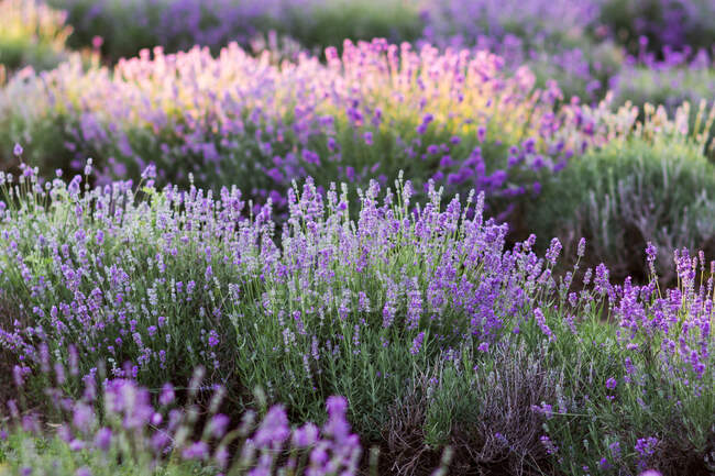 Vue panoramique de prairie fleurie avec des fleurs de lavande à la campagne — Photo de stock