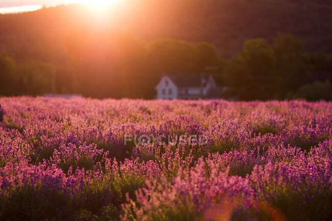 Scenic view of blossoming meadow with lavender flowers in countryside in highlands in evening — Stock Photo