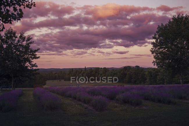 Vista panorámica del prado floreciente con flores de lavanda en el campo en las tierras altas por la noche - foto de stock