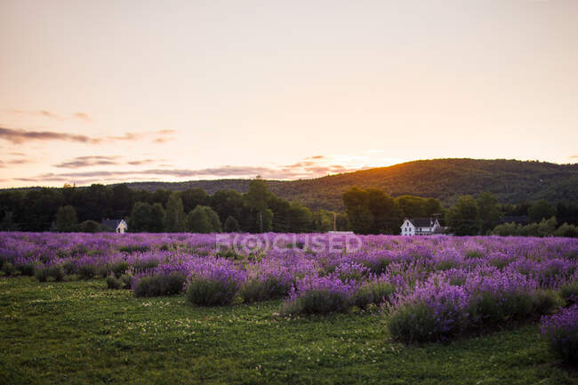 Vista panorámica del prado floreciente con flores de lavanda en el campo en las tierras altas por la noche - foto de stock