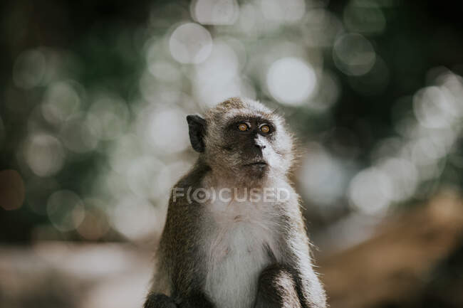 Lindo mono pequeño con piel gris y pecho blanco sentado en la superficie pedregosa en el bosque sobre fondo borroso en Tailandia - foto de stock