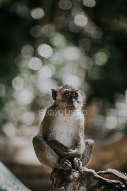Милая маленькая обезьянка с серой шерстью и белой грудью сидит на каменистой поверхности в лесу на размытом фоне в Таиланде — стоковое фото