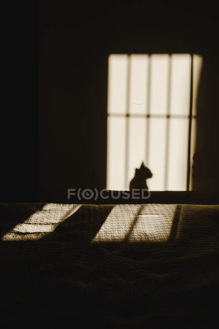 Vue de l'ombre et de la lumière dans la chambre avec chat et fenêtre ombre — Photo de stock