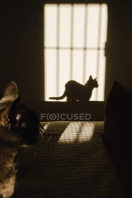 Vue de l'ombre et de la lumière dans la chambre avec chat et fenêtre ombre — Photo de stock