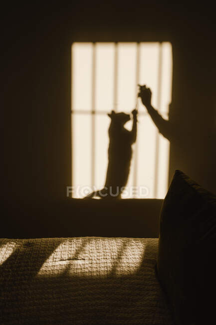 Vista di ombra e luce in camera da letto con gatto che gioca con il raccolto un essere umano anonimo — Foto stock
