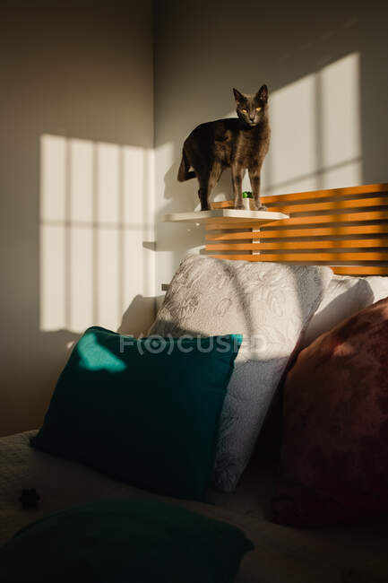 Chat mignon debout dans l'étagère de la chambre à coucher près du lit avec des coussins et de la lumière entrant dans la pièce — Photo de stock