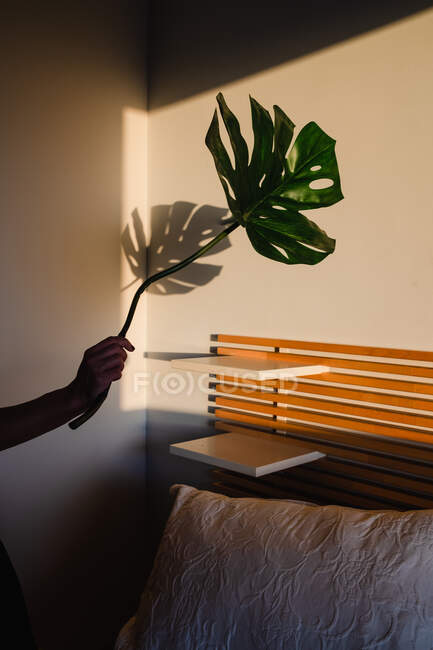 Donna anonima che tiene una foglia di palma e gioca con la luce entrare nella stanza — Foto stock