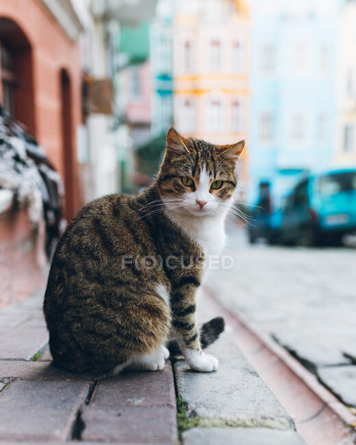 Lindo gato tabby sentado en el asfalto en el fondo borroso de la calle de la ciudad en Turquía - foto de stock