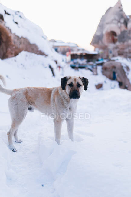 Obedient Anatolian Shepherd standing on white snow and looking at camera on winter day in rocky terrain in Turkey — Stock Photo