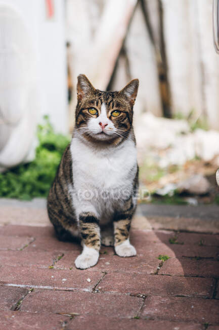 Lindo gato tabby sentado en el pavimento de mala calidad mirando a la cámara en el fondo borroso de la calle de la ciudad en Turquía - foto de stock