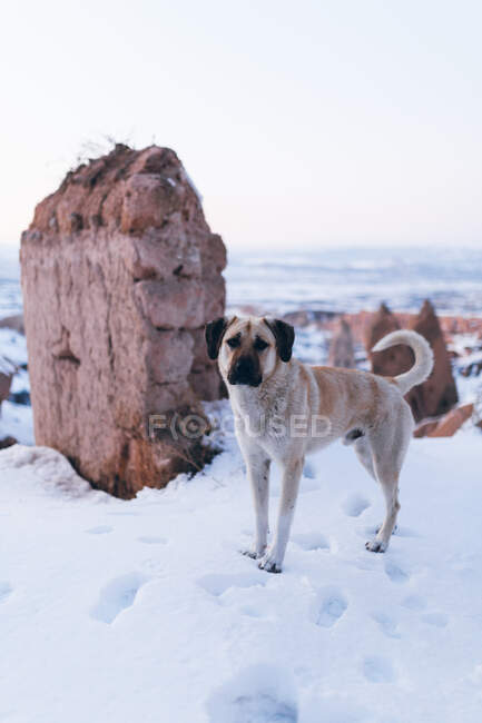 Obedient Anatolian Shepherd standing on white snow and looking at camera on winter day in rocky terrain in Turkey — Stock Photo